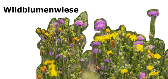 Wildblumenwiese