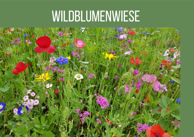 Wildblumenwiese